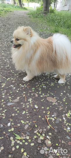 Вязка Померанский Шпиц ищет невесту