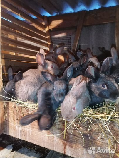 Кролики мясных пород