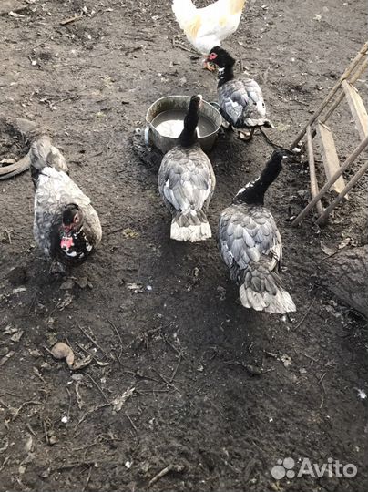 Мускусные утки немецкой линии