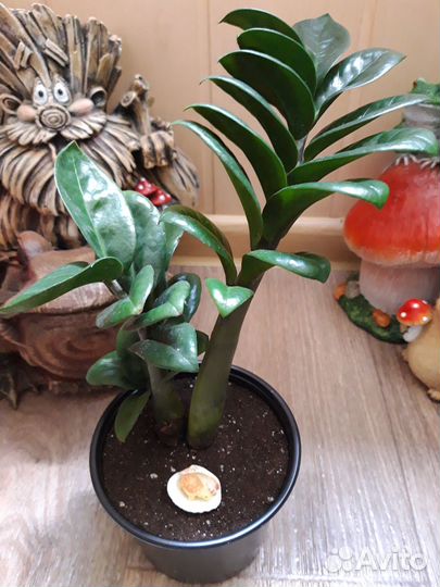 Замиокулькас Zenzi (Долларовое дерево)