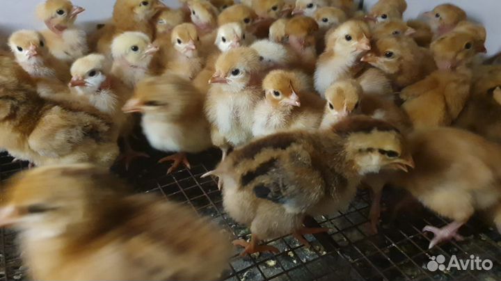 Продаем цыплят