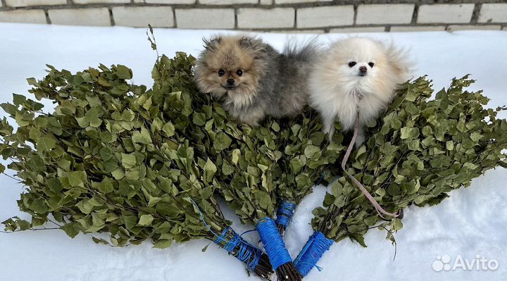 Веники для бани береза