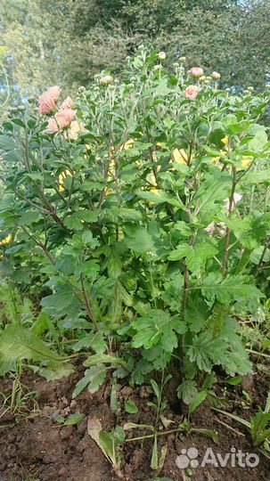 Хризантема Мадам Шер