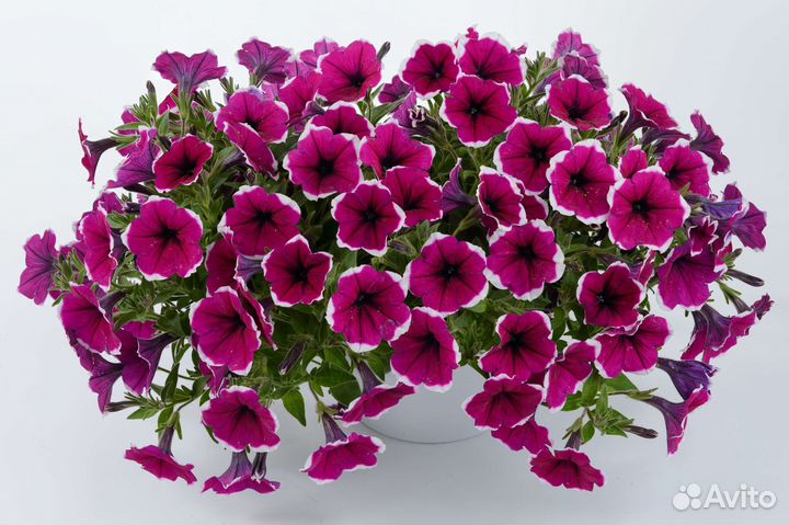 Вегетативная петуния, укорененные черенки