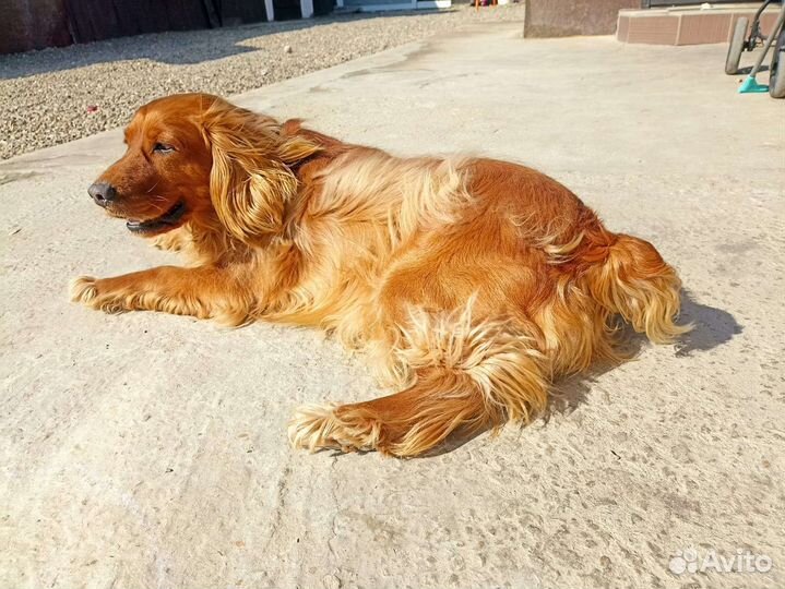 Коккер спаниель вязка