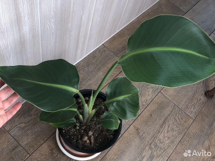 Стрелиция Николая