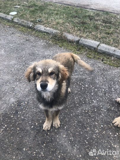 Мальчики Щенки в добрые руки