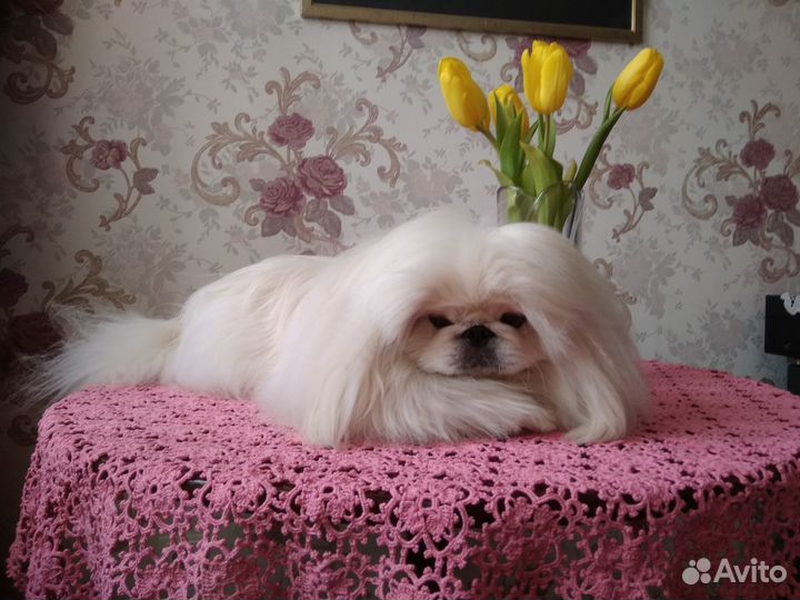Вязка пекинес кобель