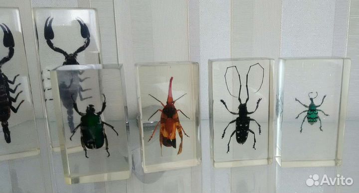 Насекомые и их знакомые