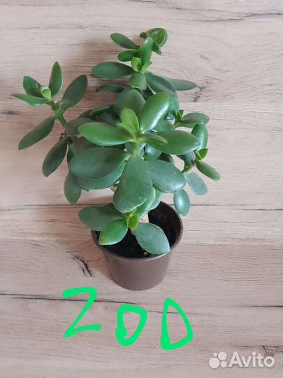 Цветы комнатные