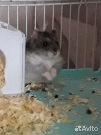 Клетка для хомяка большая бу