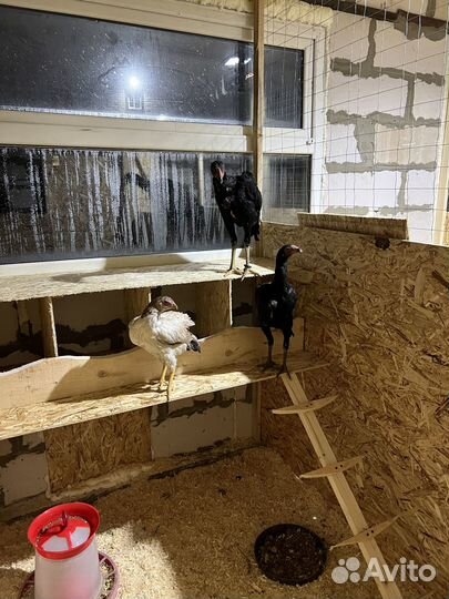 Куры, индоутки