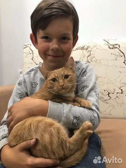 Кошка в добрые руки