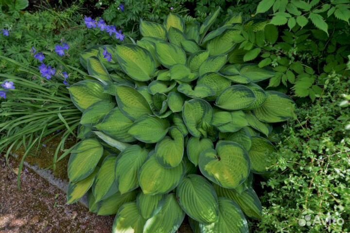 Хосты Капитан Кирк