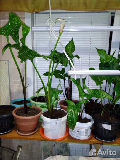 Комнатные растения и цветы