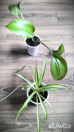 Хлорофитум. Лилия амазонская, эухарис. Пеперомия