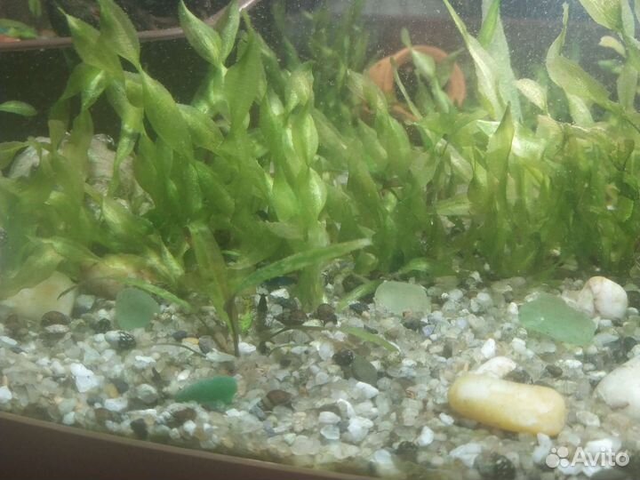 Аквариумное растение
