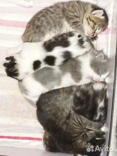 Шотландские вислоухие котята