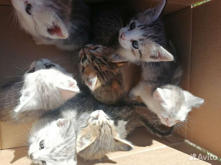 Котята дворовые