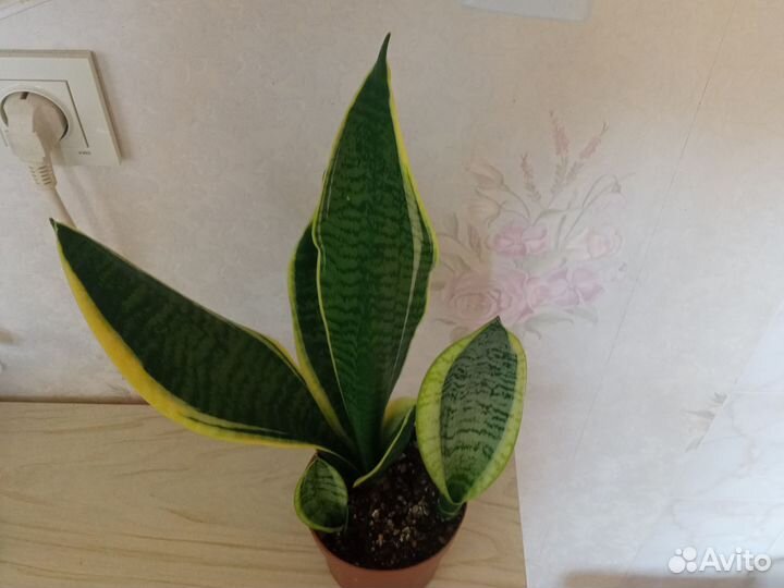 Сансевиерии Футура Суперба, Мунлайт, Ханни