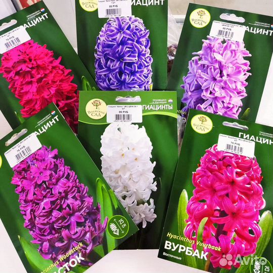 Лилии луковицы