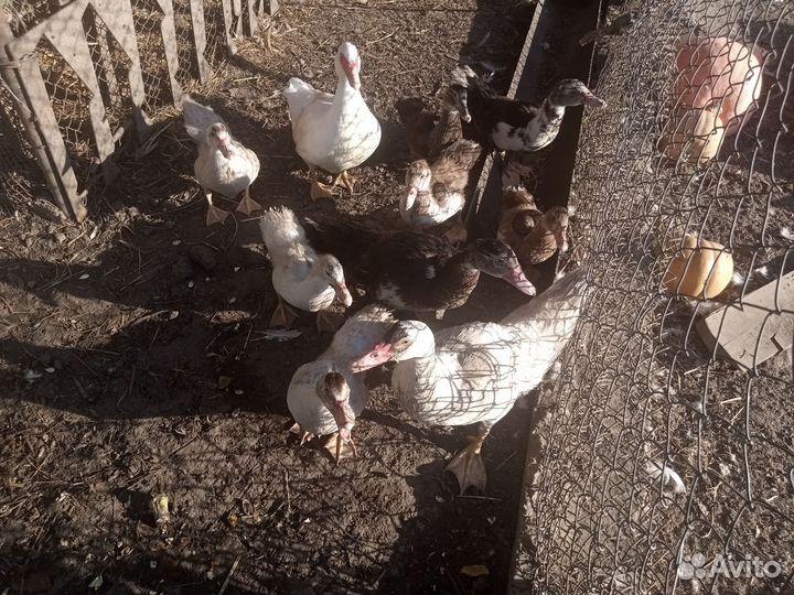 Куры утки