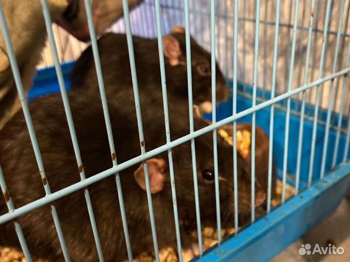 Крысы с клеткой мальчики