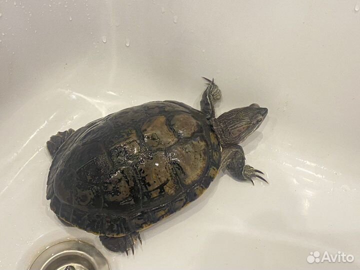 Отдам красноухою черепаху в хорошие руки