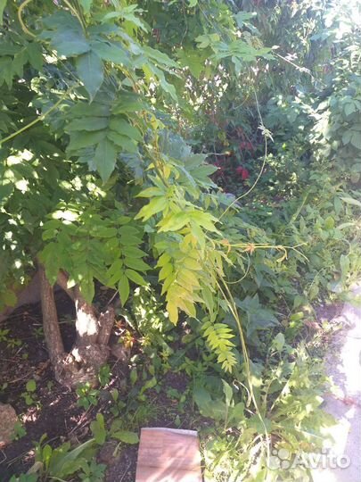 Гортензия, жасмин, можжевельник