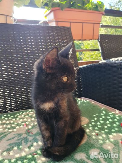 Котенок девочка 2,5м ищет добрые руки