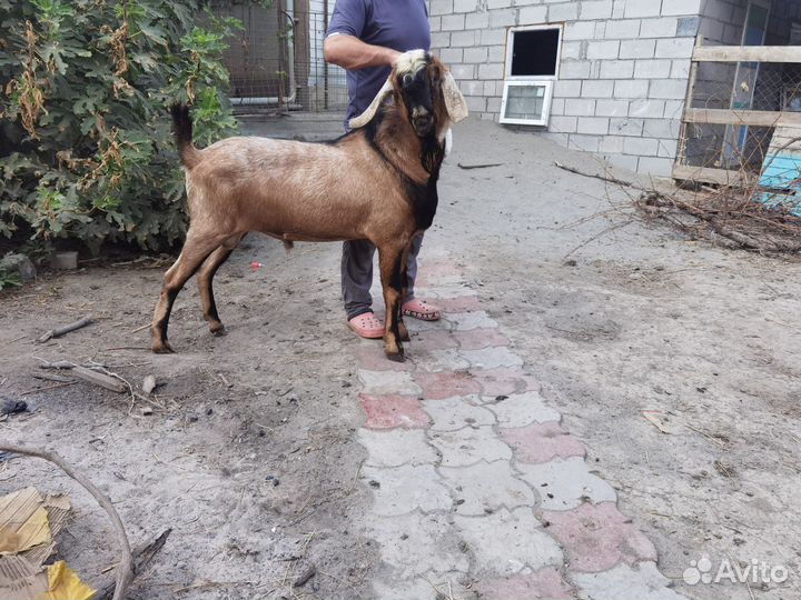 Нубийский козлик