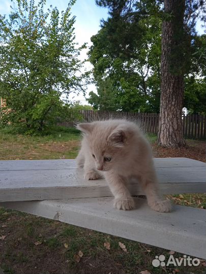 Котенок в добрые руки