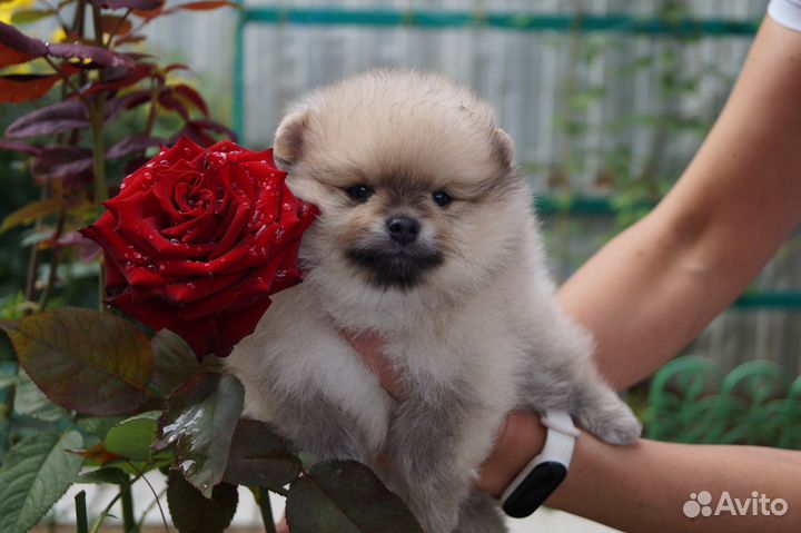 Пушистое чудо- мальчик