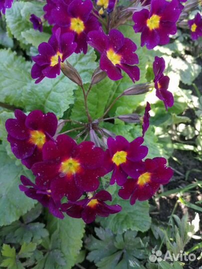 Первоцветы, почвопокровные