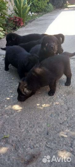 Продаются щенки немецкой овчарки, рождены 28