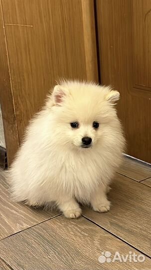 Щенки малого немецкого шпица из питомника