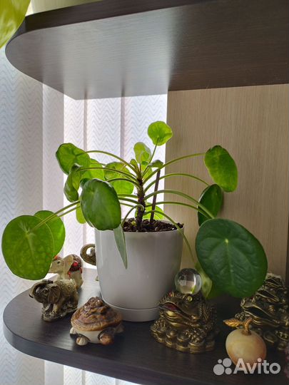 Pilea Peperomioides Пилея пеперомиевидная