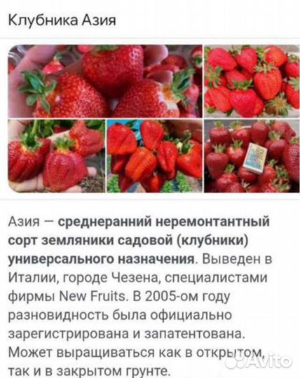 Саженцы Клубники Мармелада и Азия