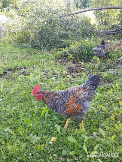Куры петухи