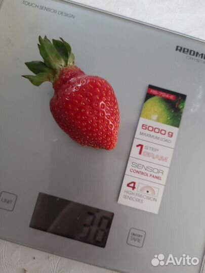 Саженцы клубники Сирия