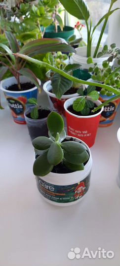 Толстянка Денежное дерево