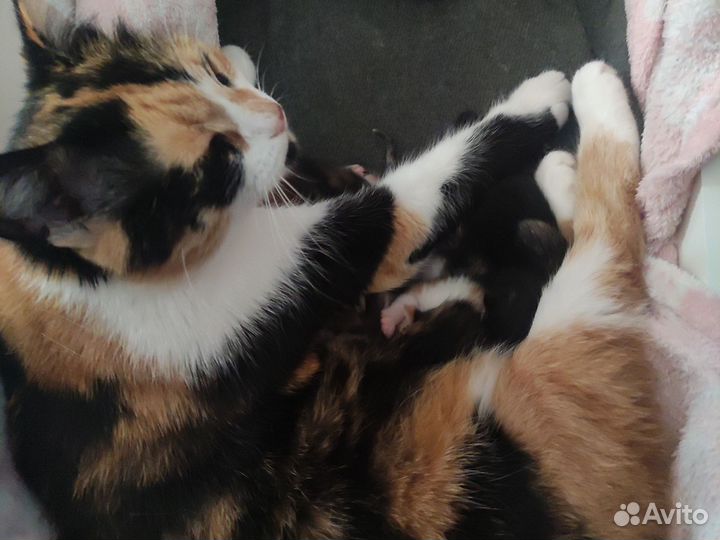 Домашние животные котята