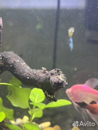 Улитка Хелена