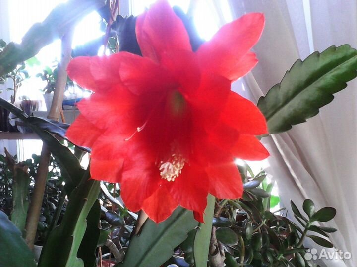 Денежное дерево,кактусы и др