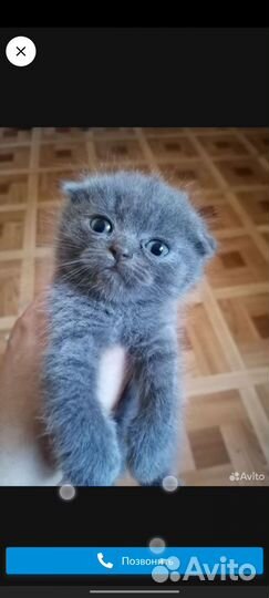Шотландские котята