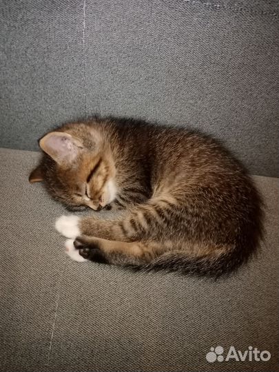 Котенок в дар