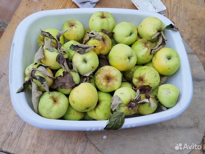 Яблоки домашние 1кг -100кг