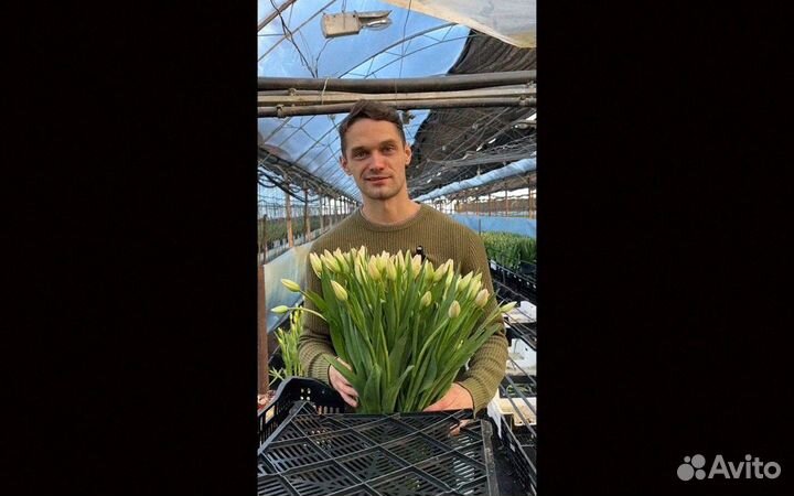 Тюльпаны оптом