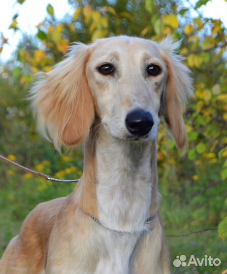 Салюки девочка