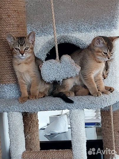 Котята пантерки
